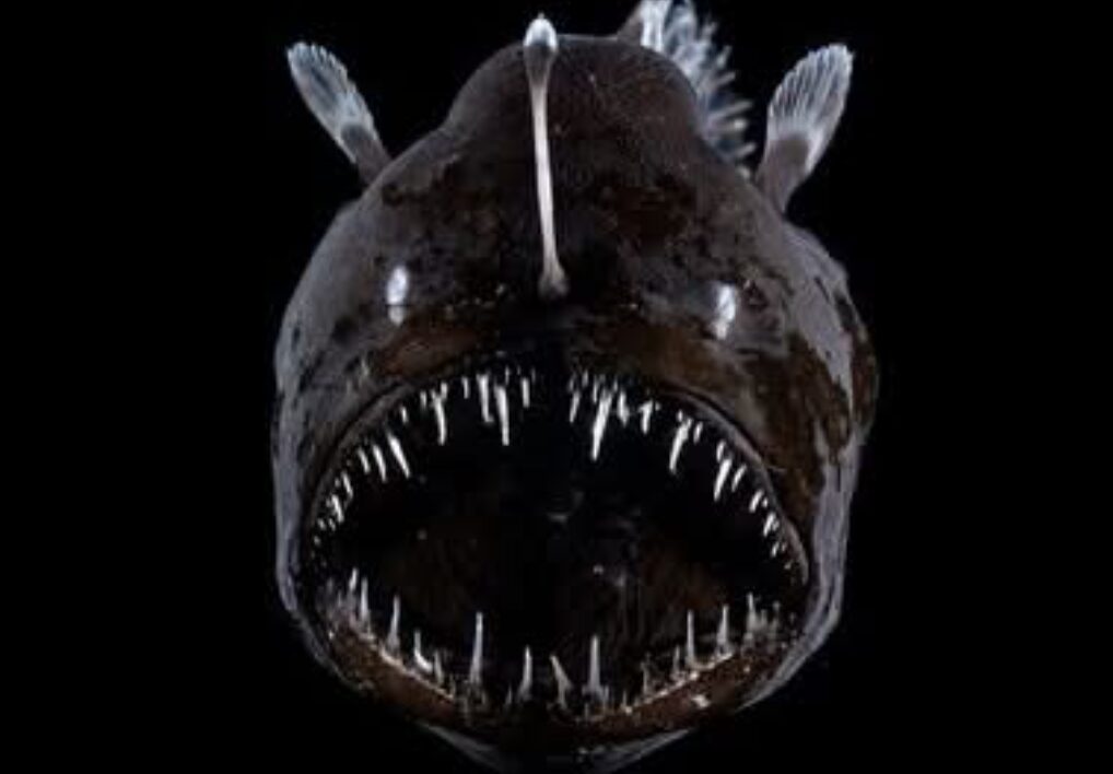 Sea Monsters Exhibit in the Boston Globe!